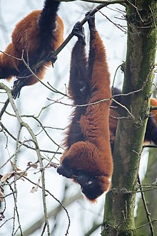 red ruffed lemur hanging by its feet from a small branch while feeding