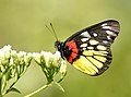 Seitenansicht eines Schmetterlings mit schwarzer Grundfarbe und roten, gelben und weißen Flecken auf einer weiß blühenden Pflanze