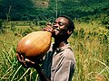 Calabashes (nkalu in Kikongo) are used to collect and store palm wine in Bandundu Province, Democratic Republic of the Congo (c. 1990)