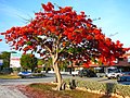 Image 6Royal Poinciana tree in full bloom in the Florida Keys, an indication of South Florida's tropical climate (from Geography of Florida)