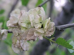 The Siberian elm (Ulmus pumila)