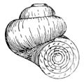 Rounded aperture of Valvata piscinalis can be covered by an operculum.