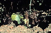 Schwarzholzkrankheit – befallener Rebstock mit vertrockneten Trauben und chlorotischen Blättern