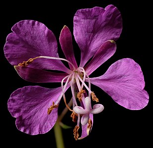 3. Platz: – Detail Blüte eines schmalblättrigen Weidenröschens (Epilobium angustifolium) im Naturpark Taunus Johannes Robalotoff