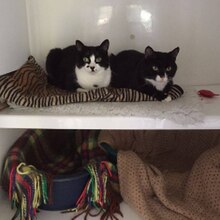 Two cats (Lady and Bella) sitting in a Cats Protection adoption centre in London. Both were subsequently adopted.