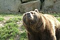Braunbär, Brown bear