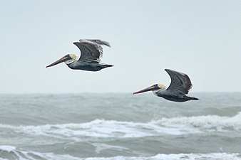 Brown Pelican (Pelecanus occidentalis), Padre Island NS (Nov 2022)