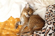 Caraval kitten
