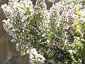 Erica arborea, inflorescence detail, (Ericaceae)