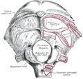 Occipital bone seen from outside