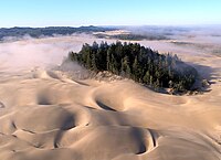 Sand dunes with an island of trees in the middle
