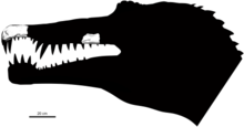 Silhouette of Oxalaia's head with the fossil jaw and snout fragments in place