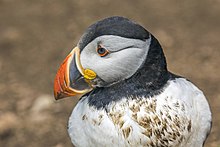 Head of a puffin showing its colourful beak