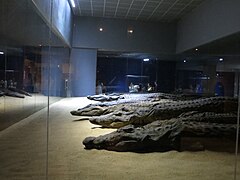 The Crocodile Museum