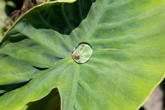 Water on a leaf, for Haffy