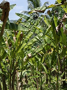 1. Abacá plants have several stalks which can be harvested annually and regenerate fully within a year.[27]