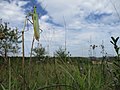 Mantis Religiosa im Naturschutzgebiet Birzberg