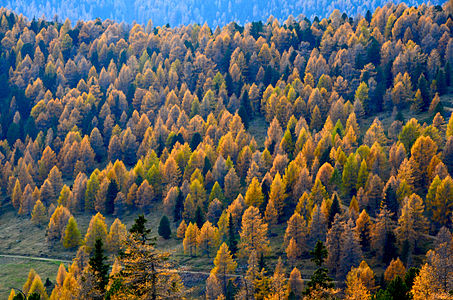 Autumnal forest with larches, spruces and arolla pines at Seebachern