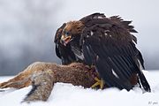 Fourth trophic level Golden eagles eat foxes at the third trophic level, so they are tertiary consumers.