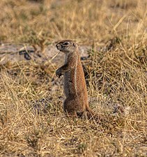 Cape ground squirrel (Xerus inauris)