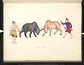 Image 9A bull fight, 19th-century watercolour (from Culture of Myanmar)
