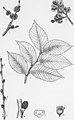 Downy leaf-buds and seed area of samarae