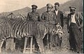 Caspian tiger killed in northern Iran in the early 1940s