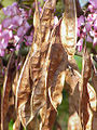 Cercis siliquastrum flowers and old seed pods