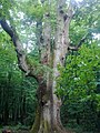 sentinel oak