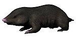 Docofossor, a golden mole-like burrower