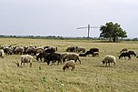 Schafsherde und Ziehbrunnen im Nationalpark Hortobágy