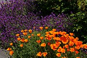 Friday Harbor's landscaping is rich with lavender and California poppies.
