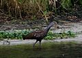 Limpkin on the St. Johns River