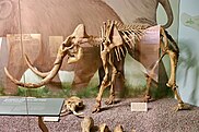 Small mammoth skeleton