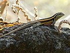 Spiny lizard (Sceloporus smithi), Municipality of San Lorenzo Albarradas, Oaxaca, Mexico (20 December 2011)