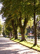 Straße mit Lindenallee