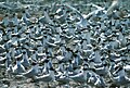 A dense colony of Sandwich terns (Sterna sandvicensis)