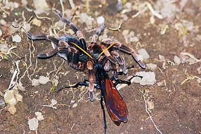 Tarantula hawk wasp dragging the tarantula Megaphobema mesomelas to her burrow; it has the most painful sting of any wasp.[13]