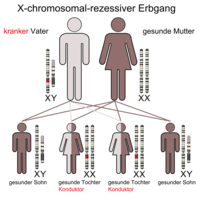 X-chromosomal-rezessiver Erbgang (bei krankem Vater)