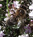 A bee (is likely Apis mellifera iberiensis) on a thyme plant