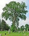 American elm, Spring Grove Cemetery, Hartford, Connecticut (2012). Girth 15 ft at 4.5 ft above ground; height 83 ft; spread 75 ft. This tree died in 2021 due to Dutch Elm disease.