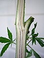 Image 21Cannabis sativa stem longitudinal section (from Cannabis)