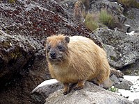 Rock hyrax from Mt Kenya