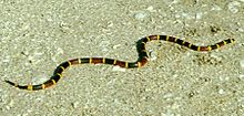 Eastern coral snake (Micrurus fulvius)