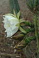 Trichocereus macrogonus var. macrogonus flower and buds side view