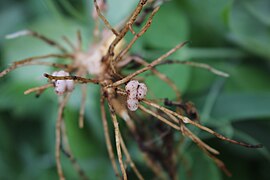 Fabaceae family root nodules.