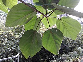 Ficus auriculata leaves[29]