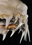 Upper central teeth