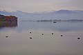 Eurasian coots at lake Orestiada