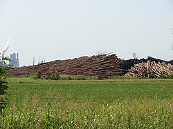 Felled trees sit in stacks outside of Pine Bluff
